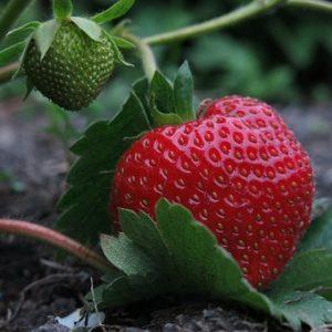 aardbei selva