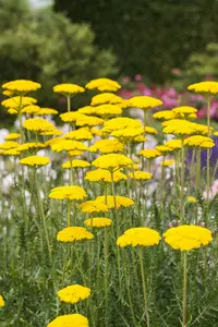 achillea filipendulina  cloth of gold 