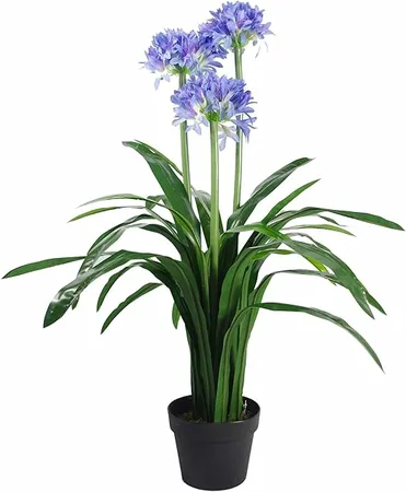 agapanthus