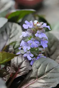 ajuga reptans