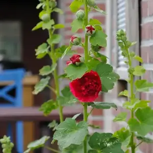 alcea rosea ch. d. rood