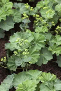 alchemilla mollis