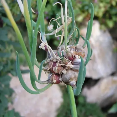 allium cepa  proliferum 