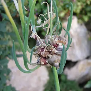 allium cepa  proliferum