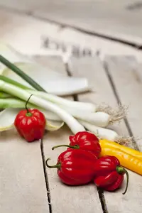 allium fistulosum - afbeelding 2