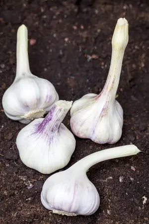 allium sativum var. ophioscorodon - afbeelding 4