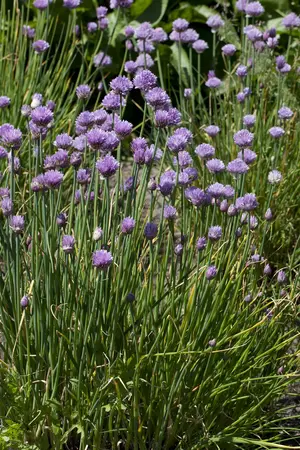 allium schoenoprasum - afbeelding 1