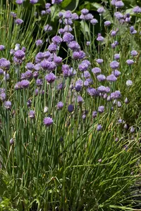 allium schoenoprasum - afbeelding 1