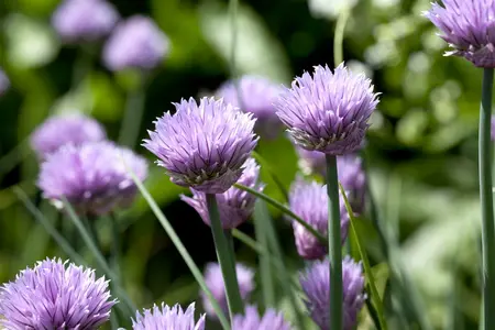 allium schoenoprasum - afbeelding 2