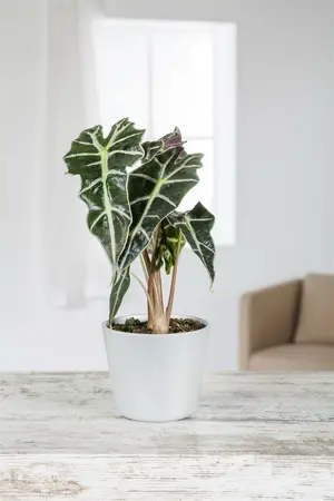 alocasia - afbeelding 3
