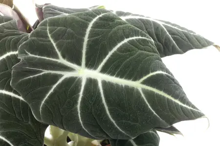 alocasia - afbeelding 4
