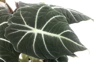 alocasia - afbeelding 4