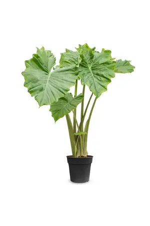 alocasia portidora