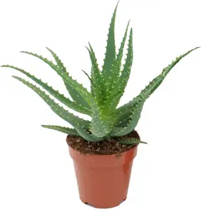aloe spider