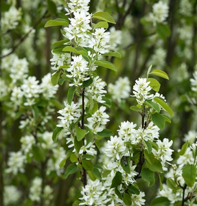 amelanchier ovalis helvetia 25-30 cm. c3