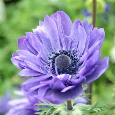 anemone animo