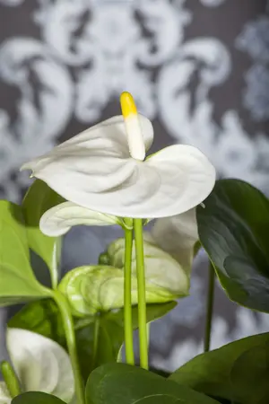 anthurium - afbeelding 1