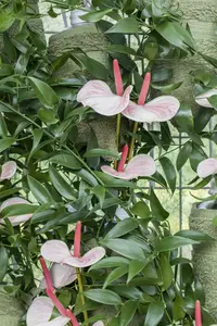 anthurium - afbeelding 4