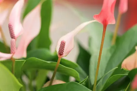 anthurium lilli - afbeelding 2