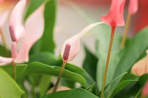 anthurium lilli - afbeelding 2