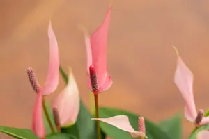 anthurium lilli - afbeelding 4