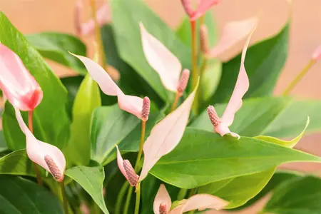 anthurium lilli - afbeelding 5