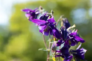 aquilegia alpina