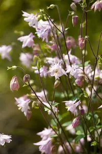 aquilegia  crimson star 