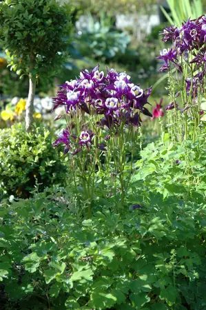 pot 9 cm - afbeelding 3