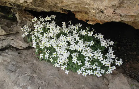 arabis