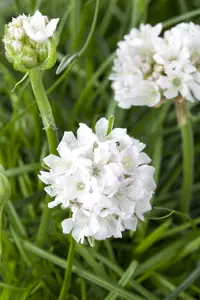 armeria maritima