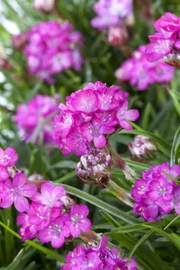 armeria maritima - afbeelding 3