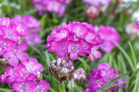 armeria maritima - afbeelding 4