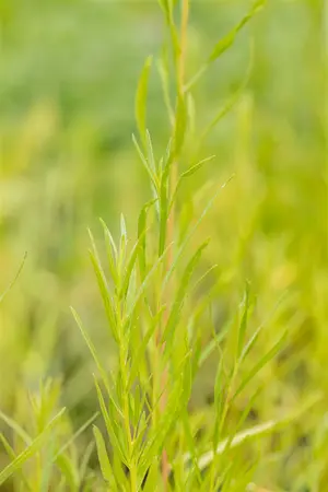 artemisia drac.  senior  - afbeelding 5