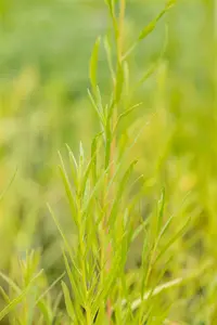 artemisia drac.  senior  - afbeelding 5