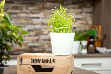 artemisia drac.  senior  - afbeelding 3