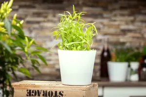 artemisia drac.  senior  - afbeelding 4