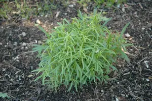 artemisia drac.  senior