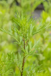 artemisia vulgaris - afbeelding 2