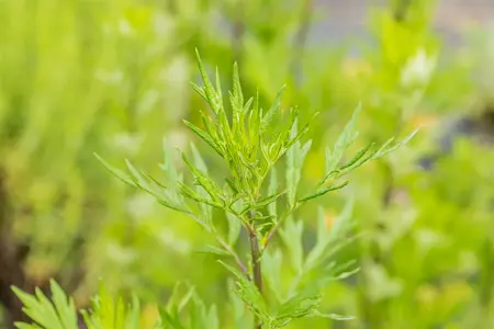artemisia vulgaris - afbeelding 1