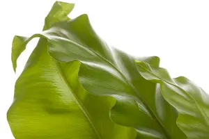 asplenium - afbeelding 2