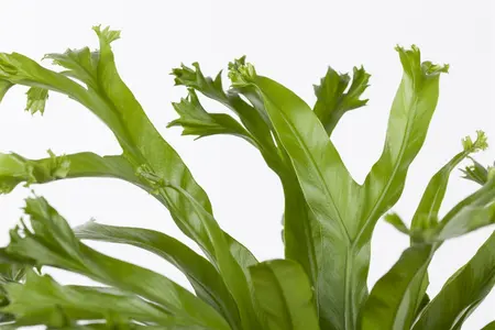asplenium - afbeelding 4