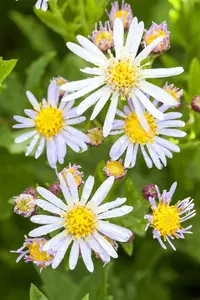 aster ageratoides  asran 