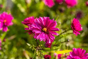 aster n.-b.  crimson brocade 