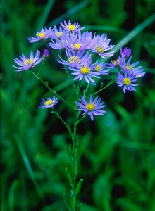 aster tataricus jindai