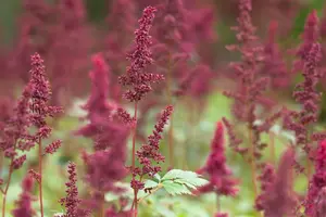 astilbe (a)  fanal 