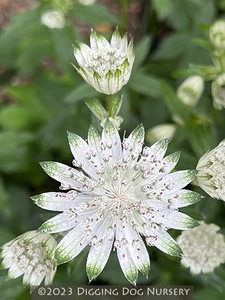 astrantia maj. shaggy