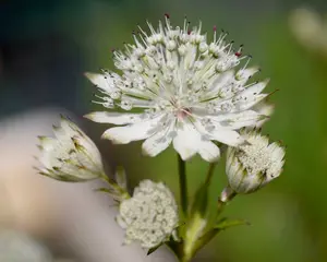 astrantia major snow star
