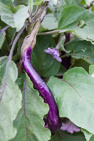aubergine - afbeelding 2