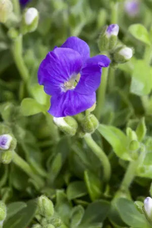 aubrieta - afbeelding 2